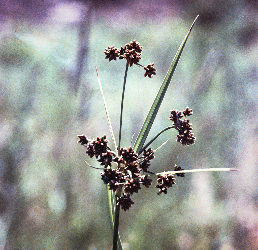 mmn_scan_agfa160_hassy_4005_1024