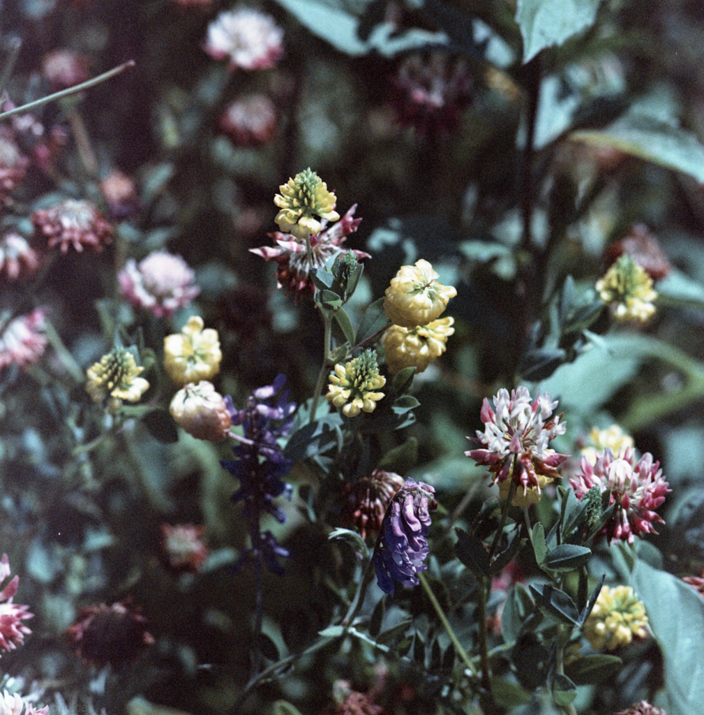 mmn_scan_agfa160_hassy_4011_1024