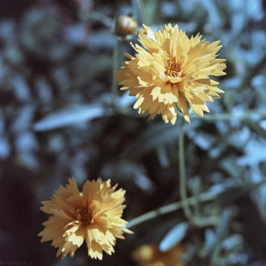 mmn_scan_agfa160_hassy_4021_1024