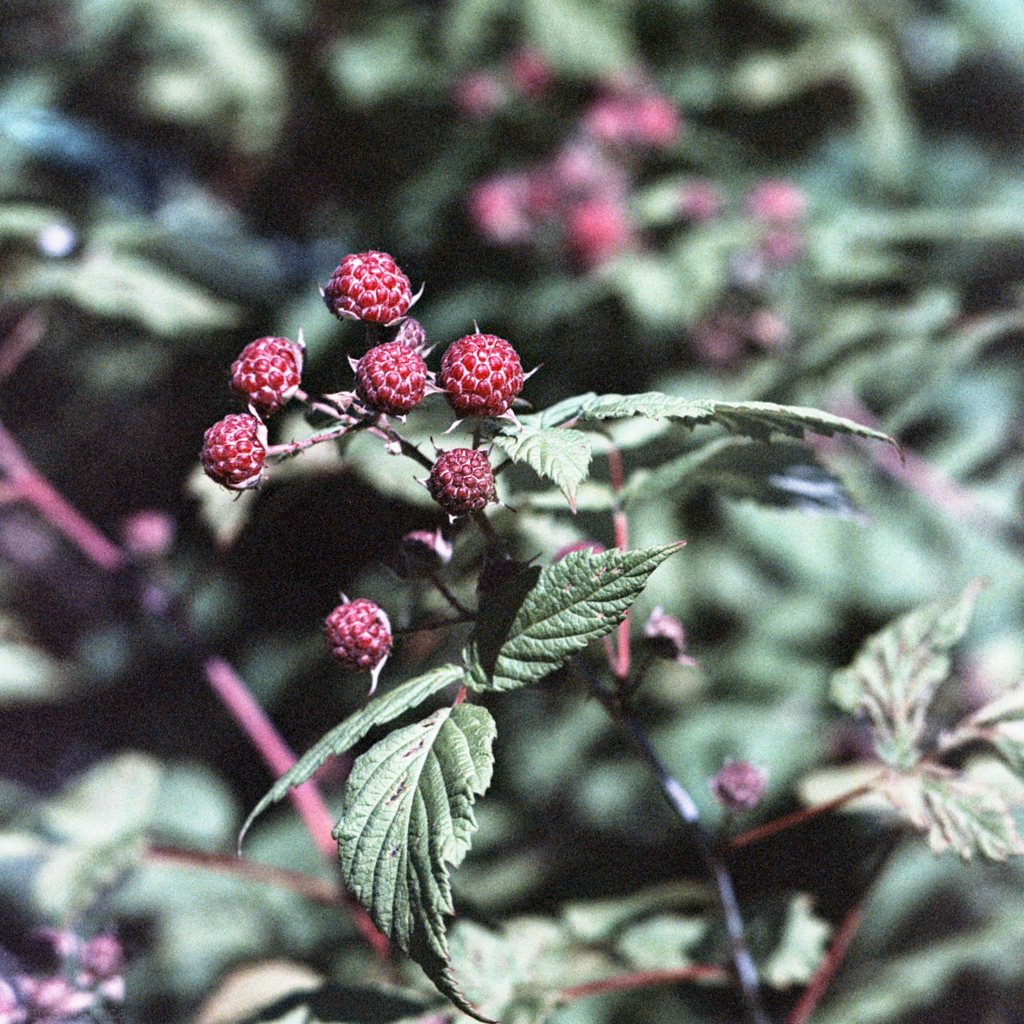 mmn_scan_agfa160_hassy_4023_1024