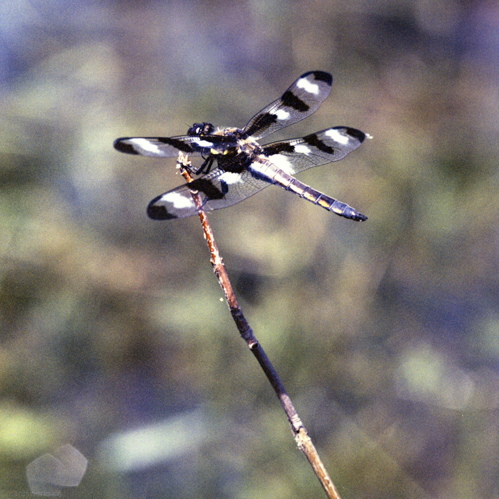 mmn_scan_portra400nc_hassy_4029_1024