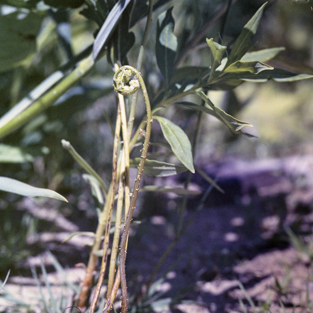 mmn_scan_portra400nc_hassy_4031_1024