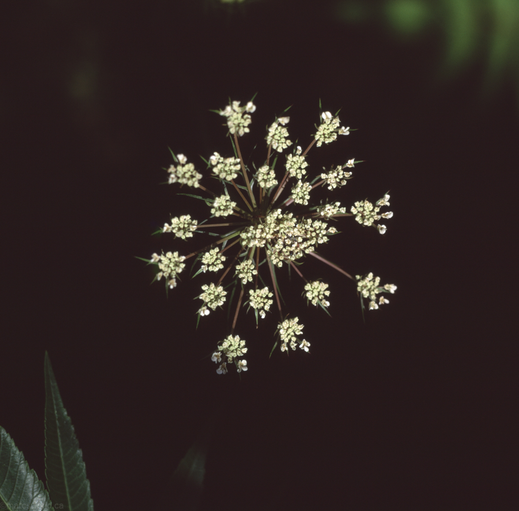 mmn_scan_velvia_hassy_3980_1024