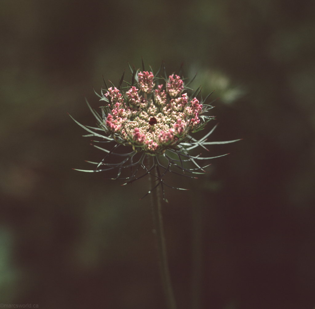 mmn_scan_velvia_hassy_3994_1024
