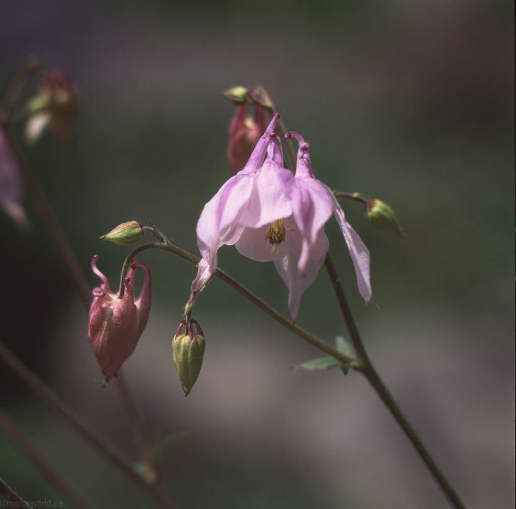 mmn_scan_velvia_hassy_3964_1024