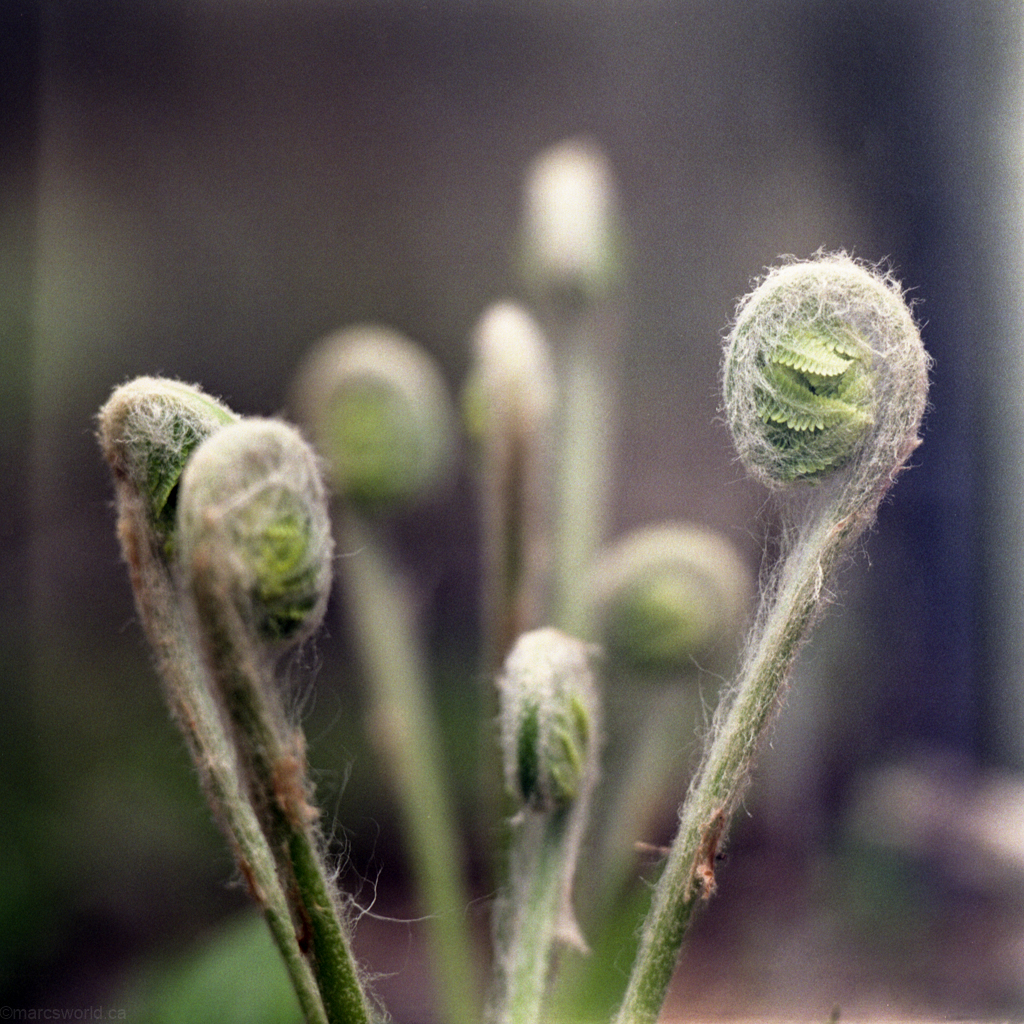 mmn_scan_fujipro400h_hassy_4240_1024