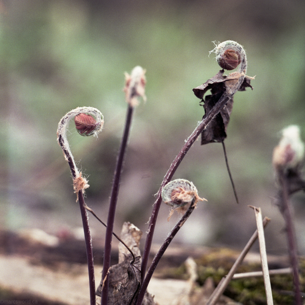 mmn_scan_fujipro400h_hassy_4242_1024