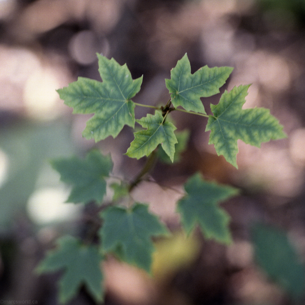 mmn_scan_optima400_hassy_4287_1024