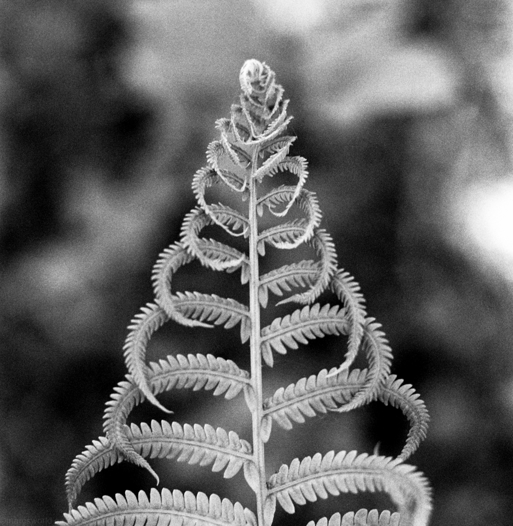 mmn_scan_portra400bw_hassy_4322_1024