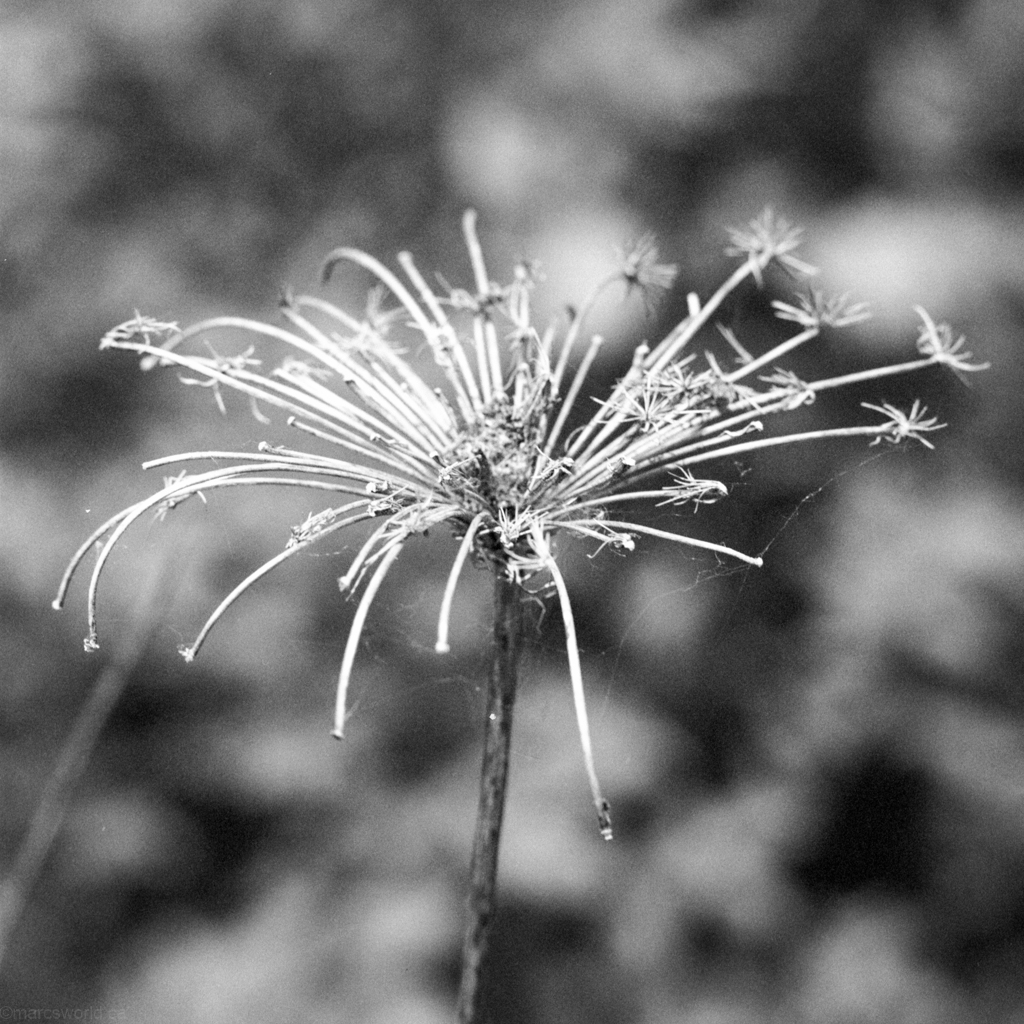 mmn_scan_portra400bw_hassy_4330_1024