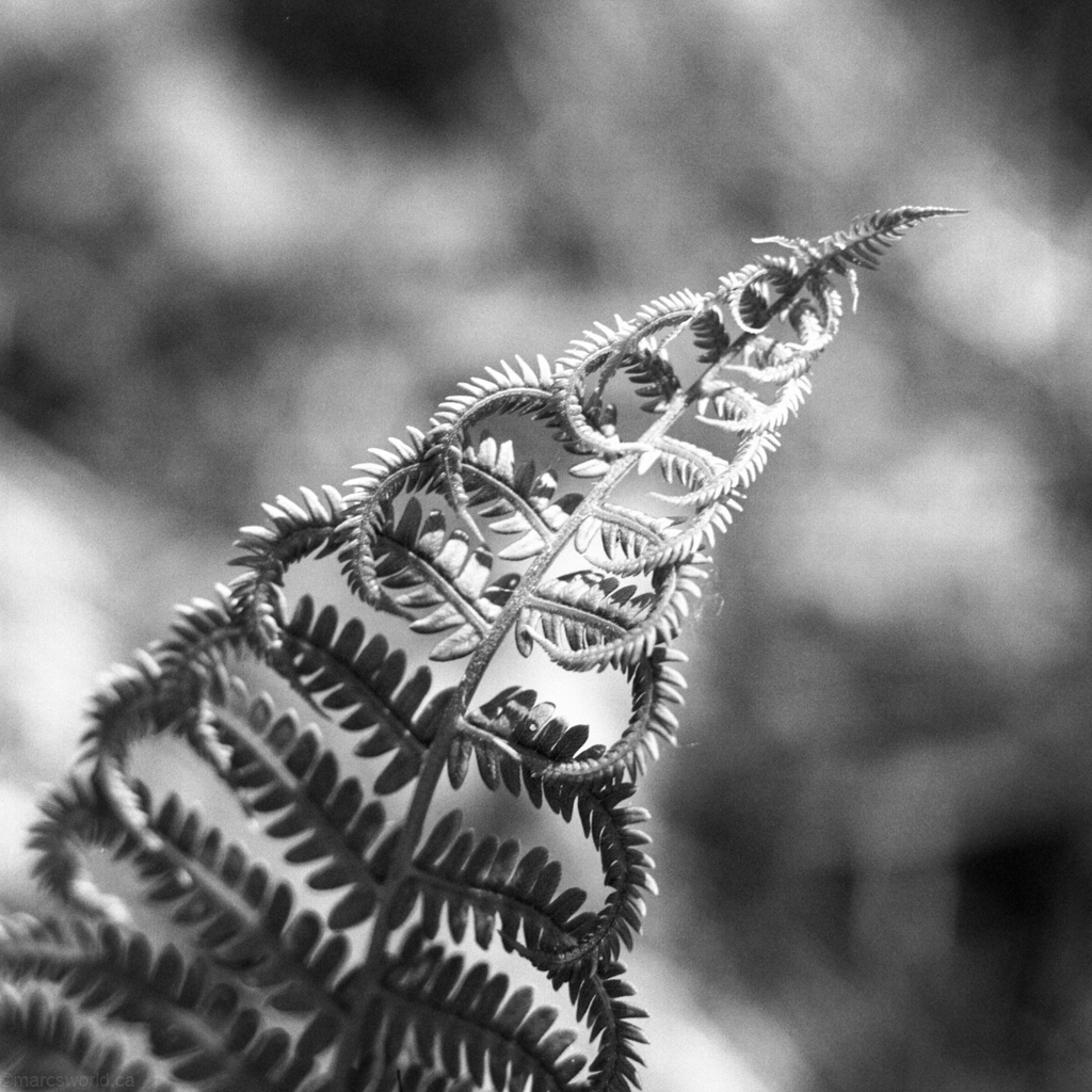 mmn_scan_portra400bw_hassy_4333_1024