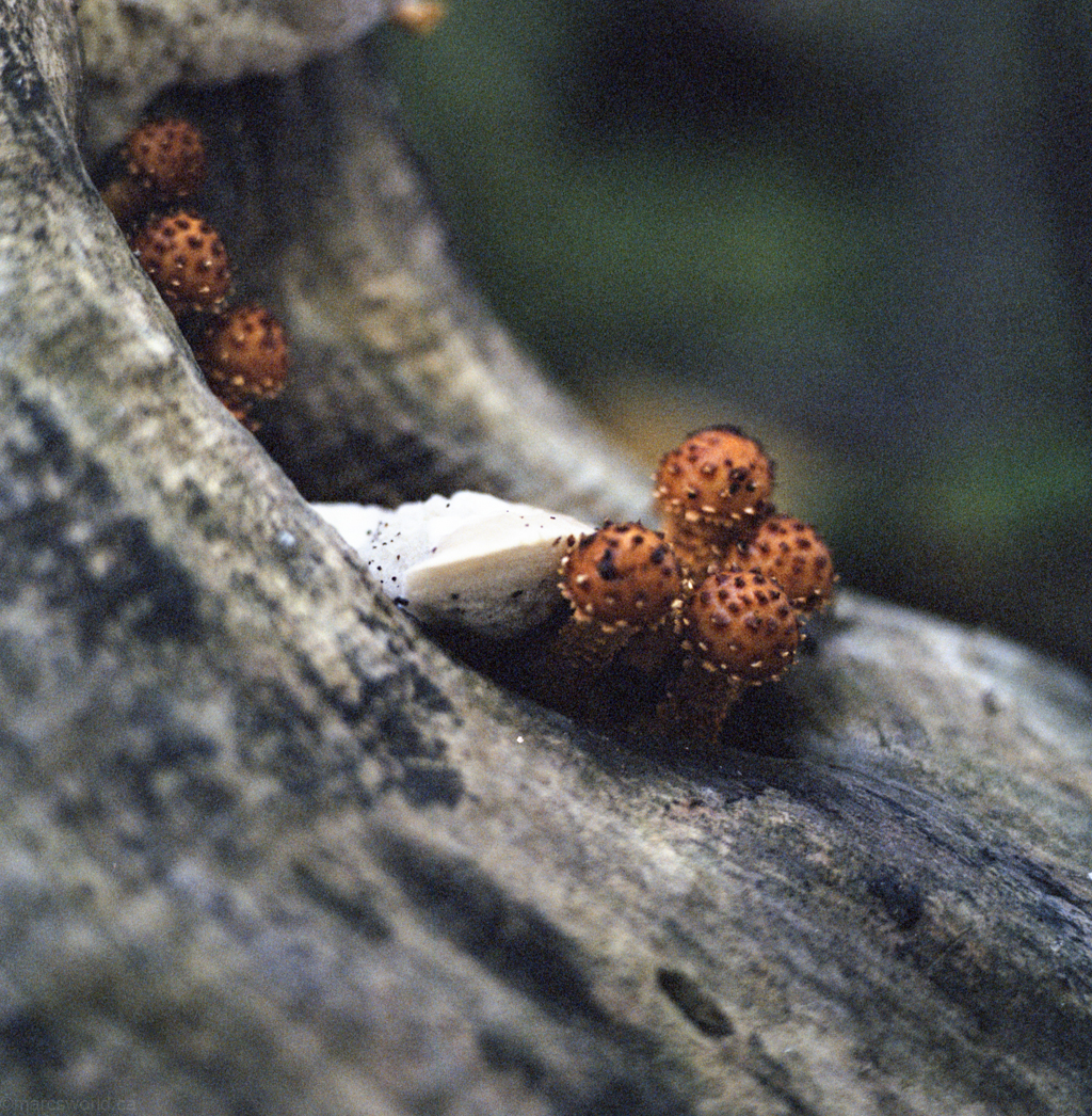 mmn_scan_portra400nv_hassy_4193_1024