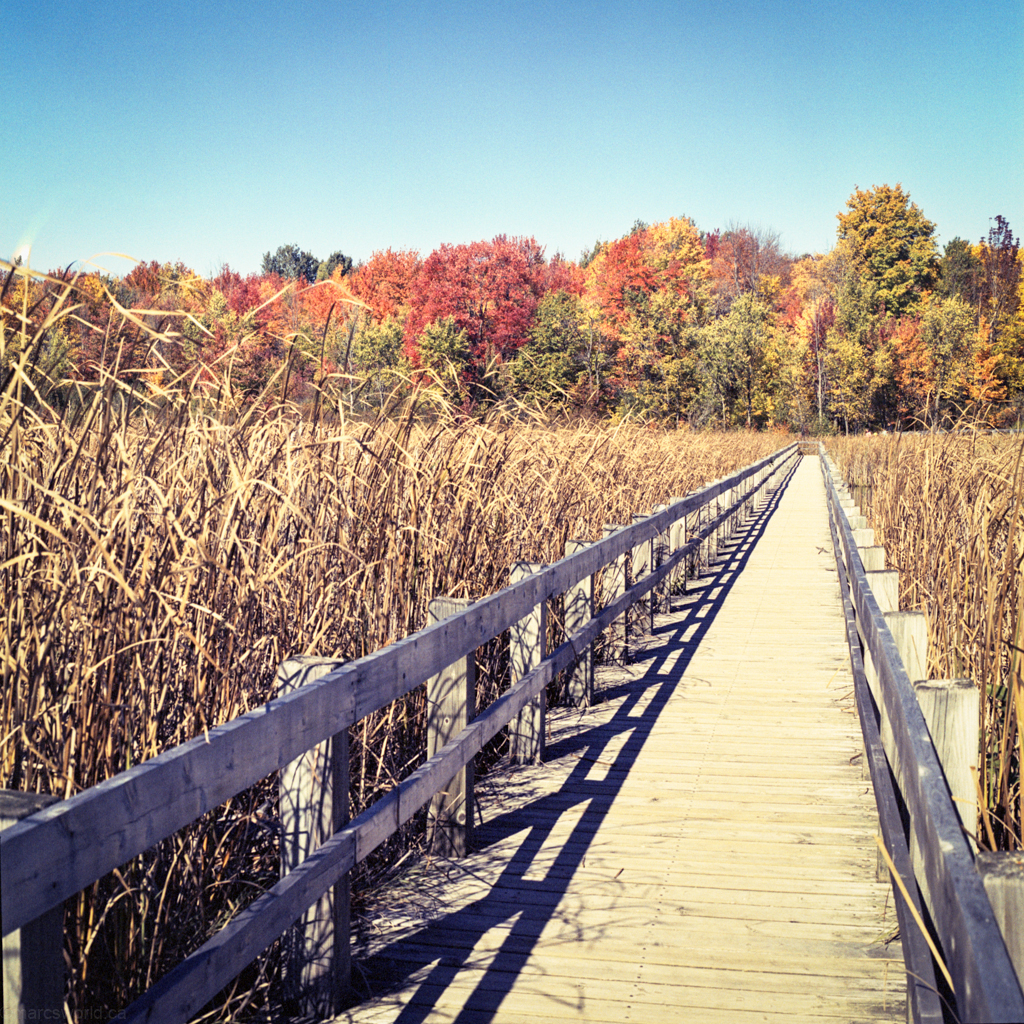 mmn_scan_portra400nv_hassy_4197_1024