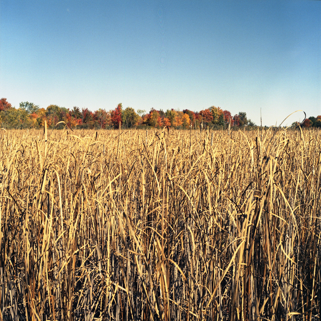 mmn_scan_portra400nv_hassy_4201_1024