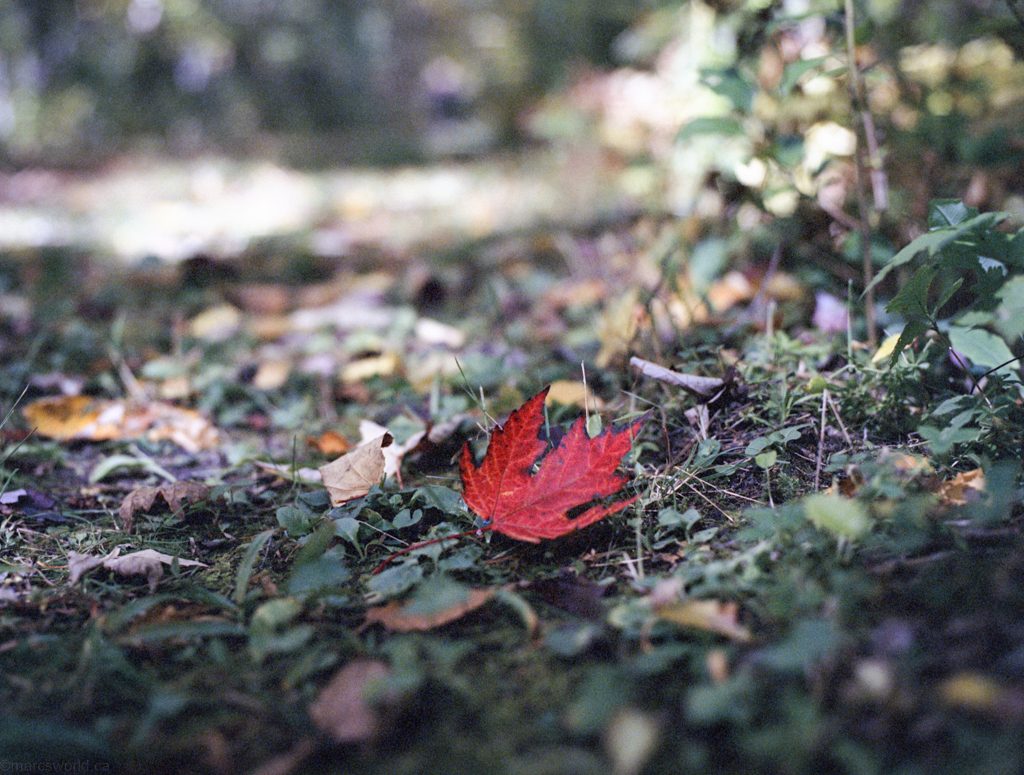 mmn_scan_portra400nv_hassy_4202_1024