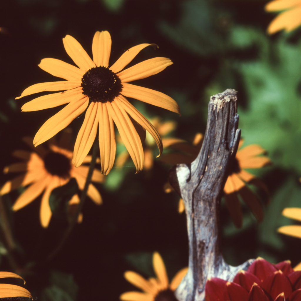 mmn_scan_velvia100_hassy_4341_1024