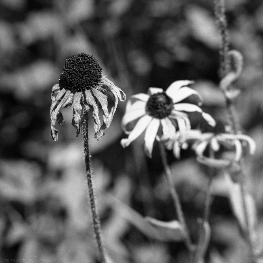 mmn_scan_PlusX_Hassy_4548_1024