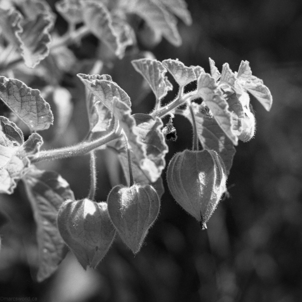 mmn_scan_PlusX_Hassy_4554_1024