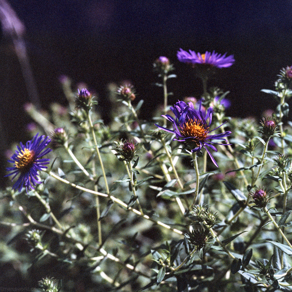 mmn_scan_Optima400_Hassy_4273_1024